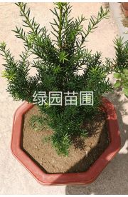 50厘米红豆杉苗