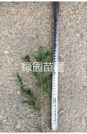 50厘米红豆杉苗