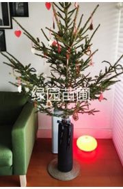 圣诞树活树